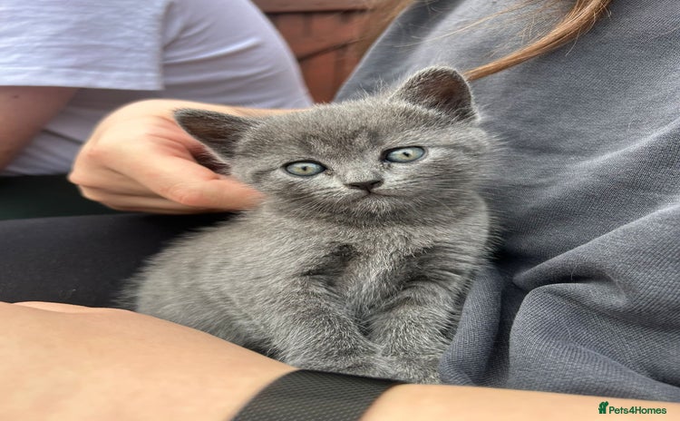 Mixed Breed cats - Advert 15