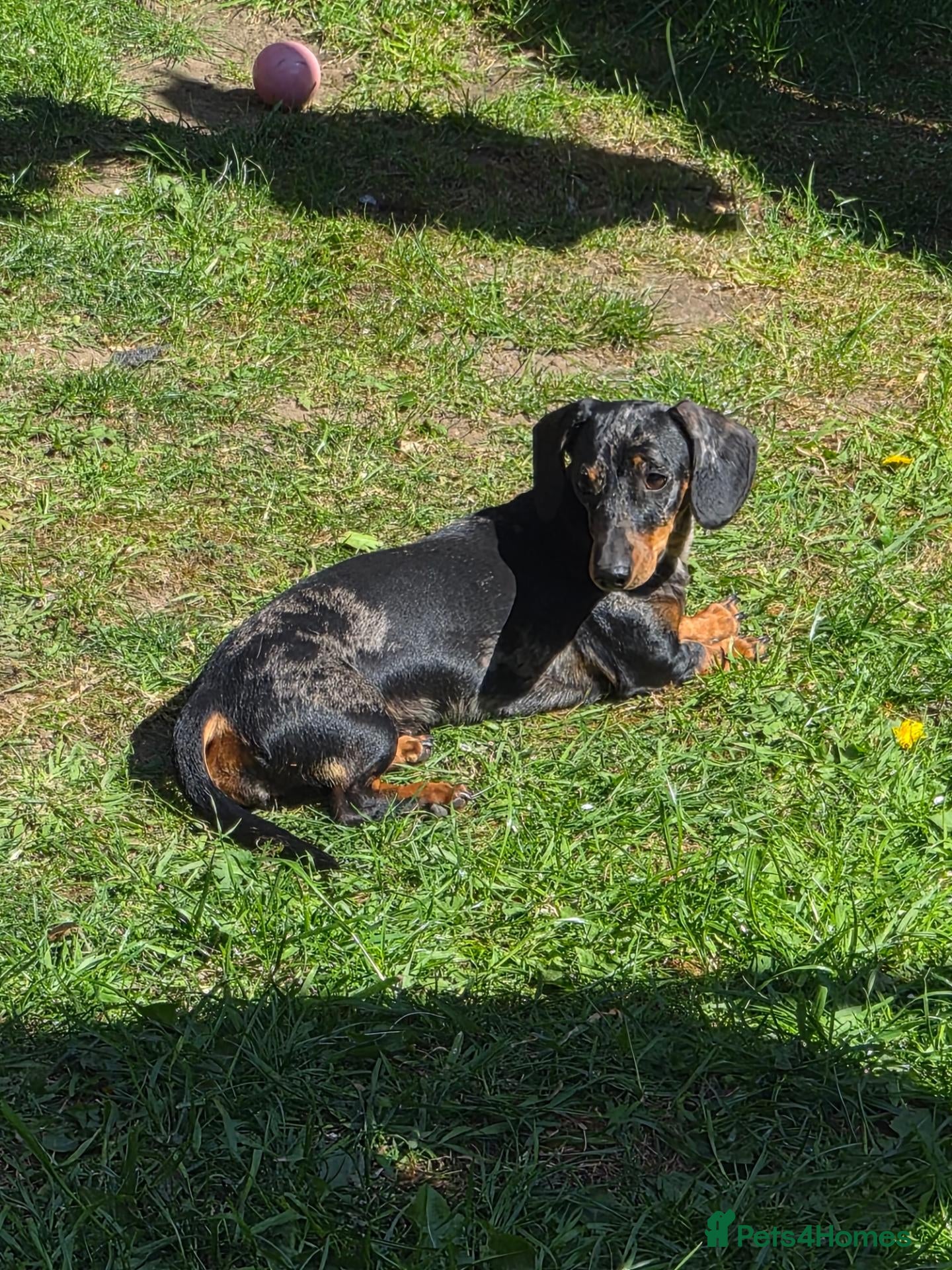Miniature Dachshund dogs Very sad sale of my beautiful baby - Advert 6
