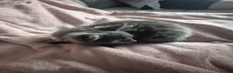 Mixed Breed cats for sale: Ragdoll cross kittens - Advert 10