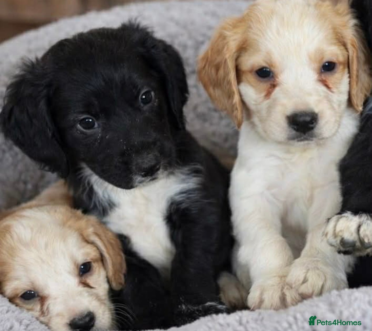 Cocker Spaniel dogs Beautiful cocker spaniels puppies 🐶 - Advert 6