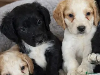 Cocker Spaniel dogs Beautiful cocker spaniels puppies 🐶 - Advert 6