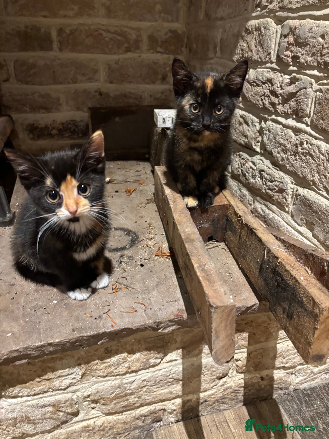 Mixed Breed cats for sale: 1 gorgeous tortie left read to leave this week  - Image 2