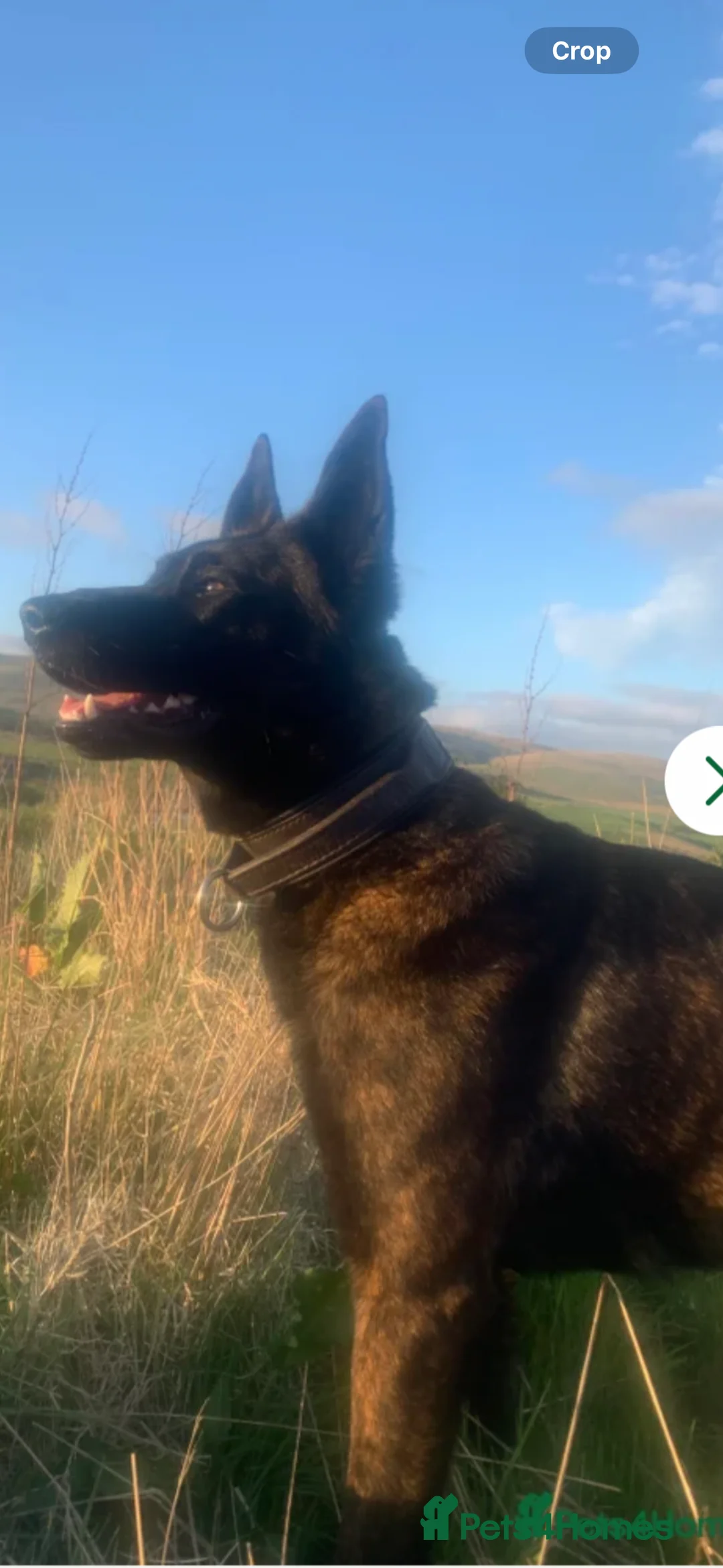 Belgian Shepherd Dog dogs for sale: Dutch Shepherd  in Rotherham - Advert 10