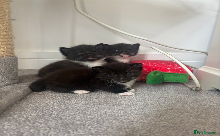 Mixed Breed cats - Advert 11