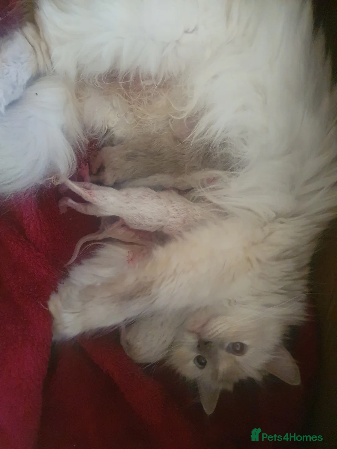 Ragdoll cats for sale: Sweet&Playful ragdolls - Advert 2