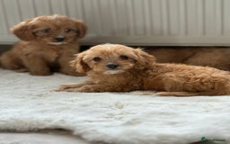 Cavapoo dogs for sale: Apricot Cavapoos - Image 10