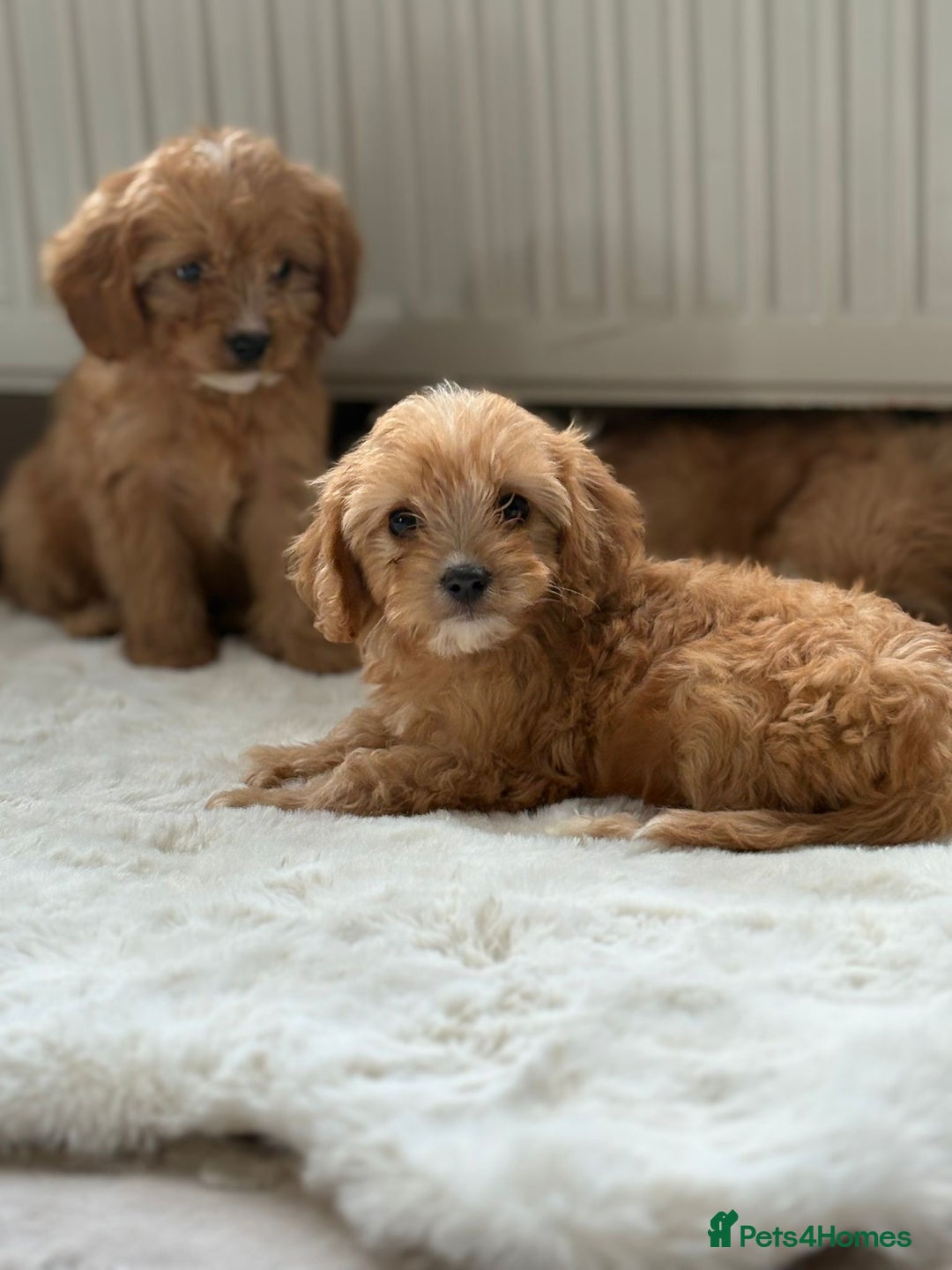 Cavapoo dogs for sale: Apricot Cavapoos - Image 10