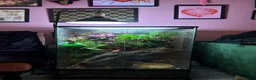 Frog reptiles for sale: Four Chunky Whites Tree Frogs and Full Set up  in Bristol - Advert 6