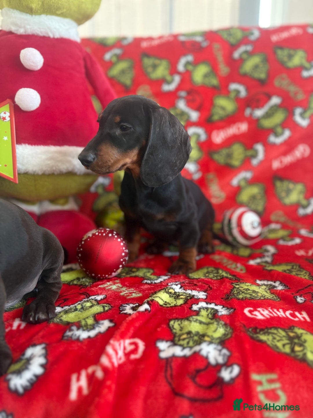 Miniature Dachshund dogs for sale: Beautiful babies ready for there5⭐️ home - Advert 7