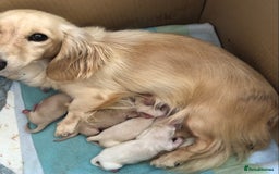 Miniature Dachshund dogs for sale: K.C Registered L/H Dachshund  - Image 16