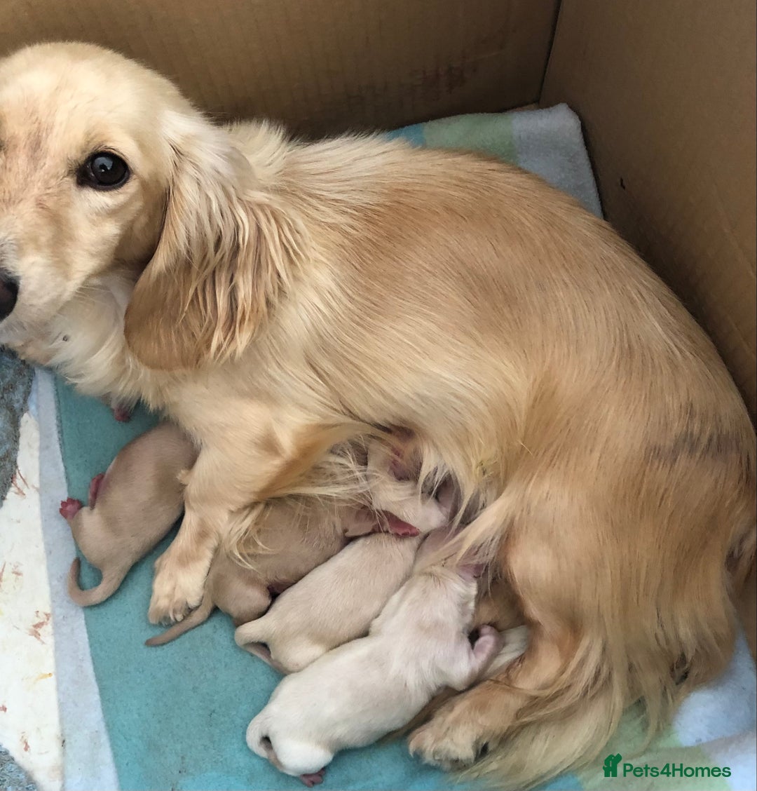 Miniature Dachshund dogs for sale: K.C Registered L/H Dachshund  - Image 16