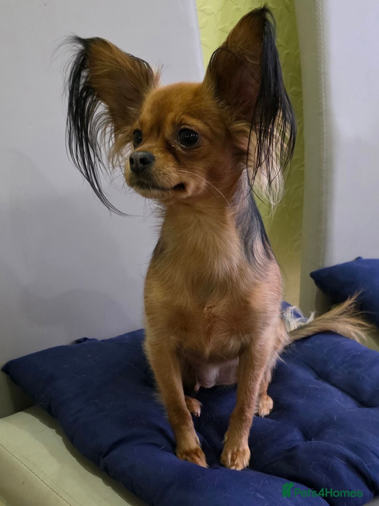 Russian Toy Terrier dogs Russian Toy long-haired puppies  - Advert 1