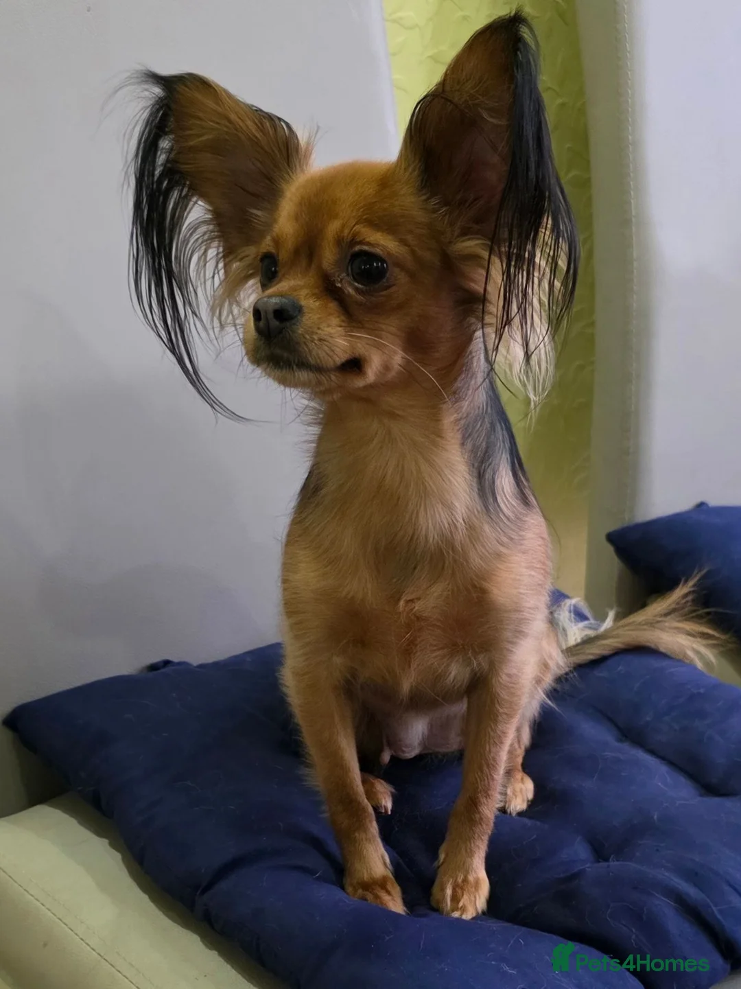 Russian Toy Terrier dogs for sale: Russian Toy long-haired puppies  - Advert 1