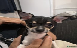 Chihuahua dogs for sale: Gorgeous tiny chibuahuas - Image 29