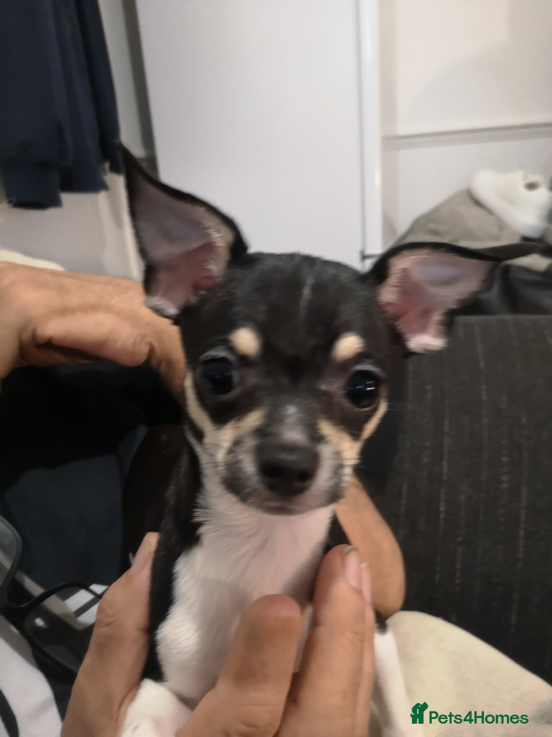 Chihuahua dogs for sale: Gorgeous tiny chibuahuas - Image 29