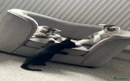 Mixed Breed cats for sale: Kittens  - Image 17