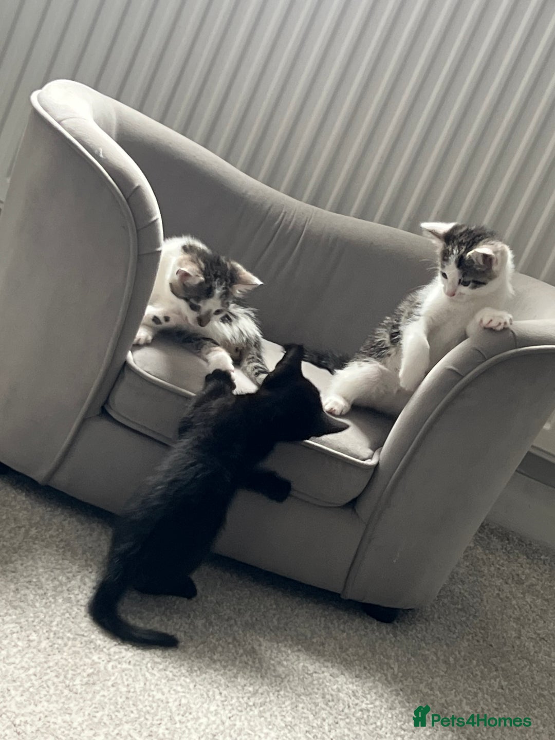 Mixed Breed cats for sale: Kittens  - Image 17