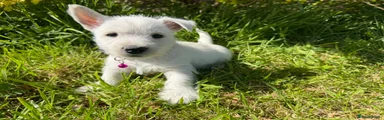 West Highland Terrier Puppy 4
