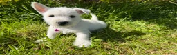 West Highland Terrier dogs for sale: West Highland Terrier Puppies - Advert 5