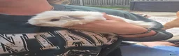 Guinea Pig rodents for sale: 4 Lovely Boy Guinea Pigs for Rehome - Advert 3