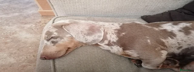 Lyla