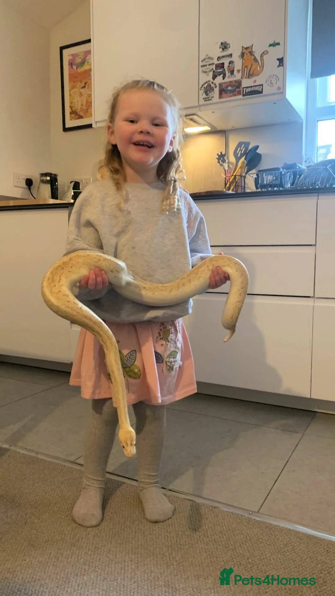 Python Snake reptiles for sale: Super friendly Champagne royal.  in London - Advert 2