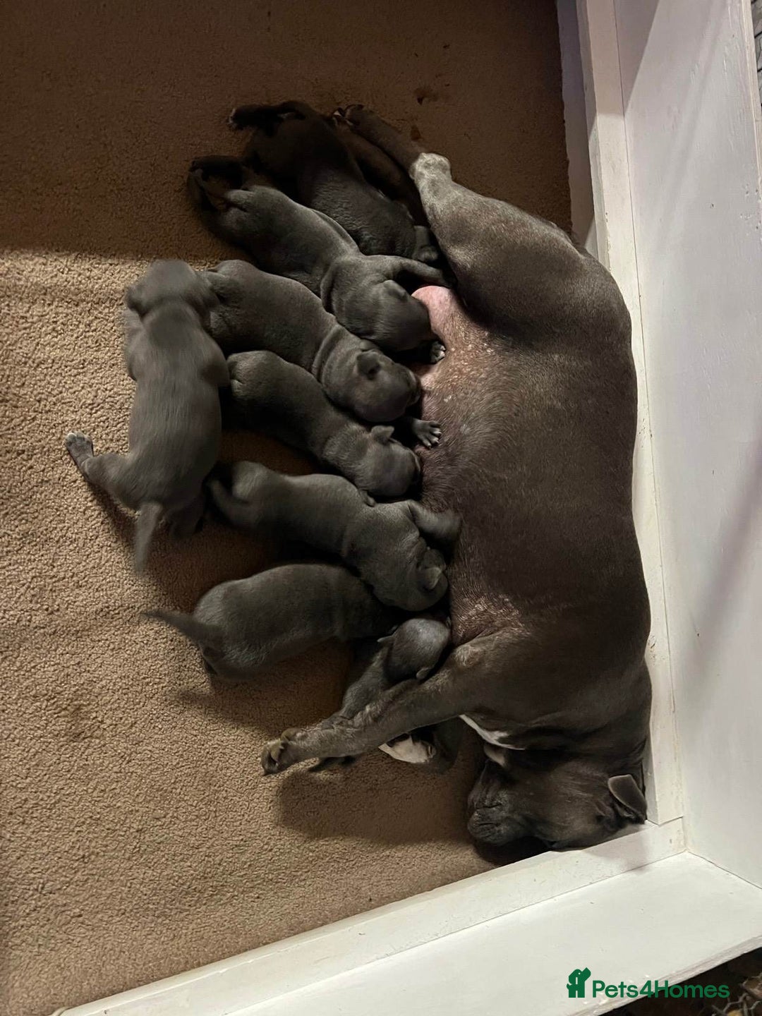 Staffordshire Bull Terrier dogs for sale: Blue staffy pups for sale - Image 4