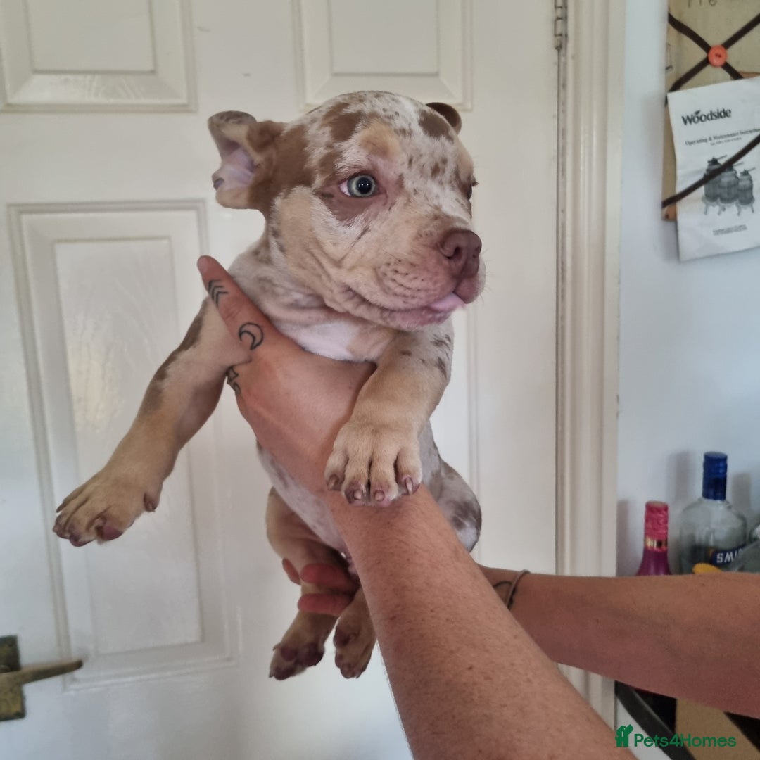 American Bully dogs for sale: David  - Image 35