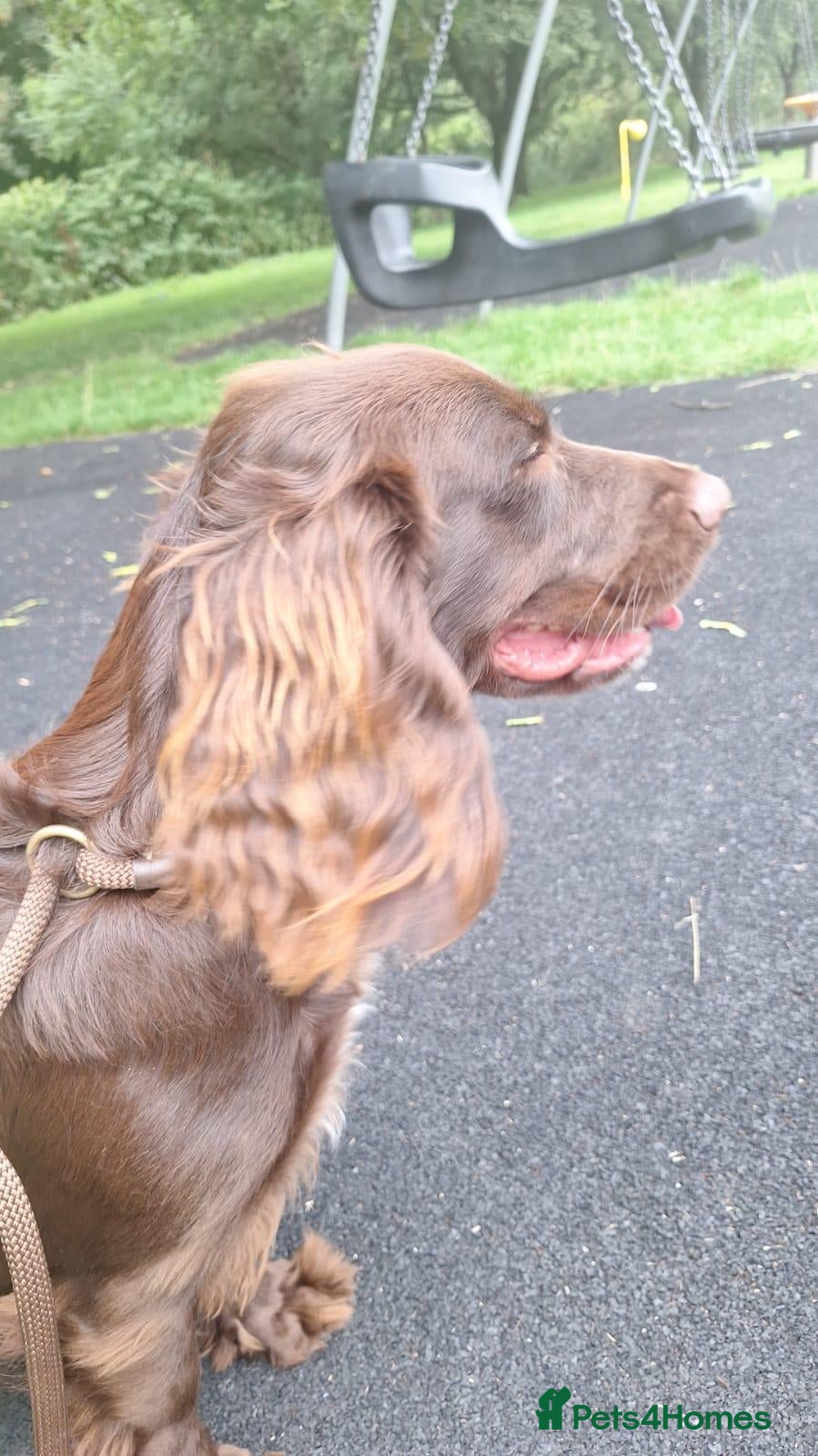 Sprocker dogs Bella - Advert 3