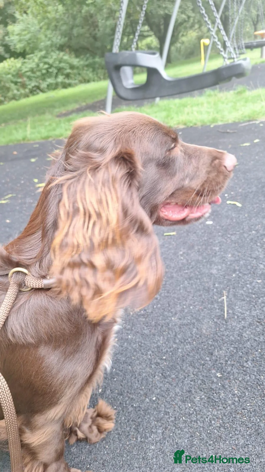 Sprocker dogs for sale: Bella - Advert 1