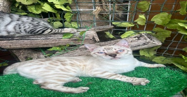 Bengal cats - Advert 2