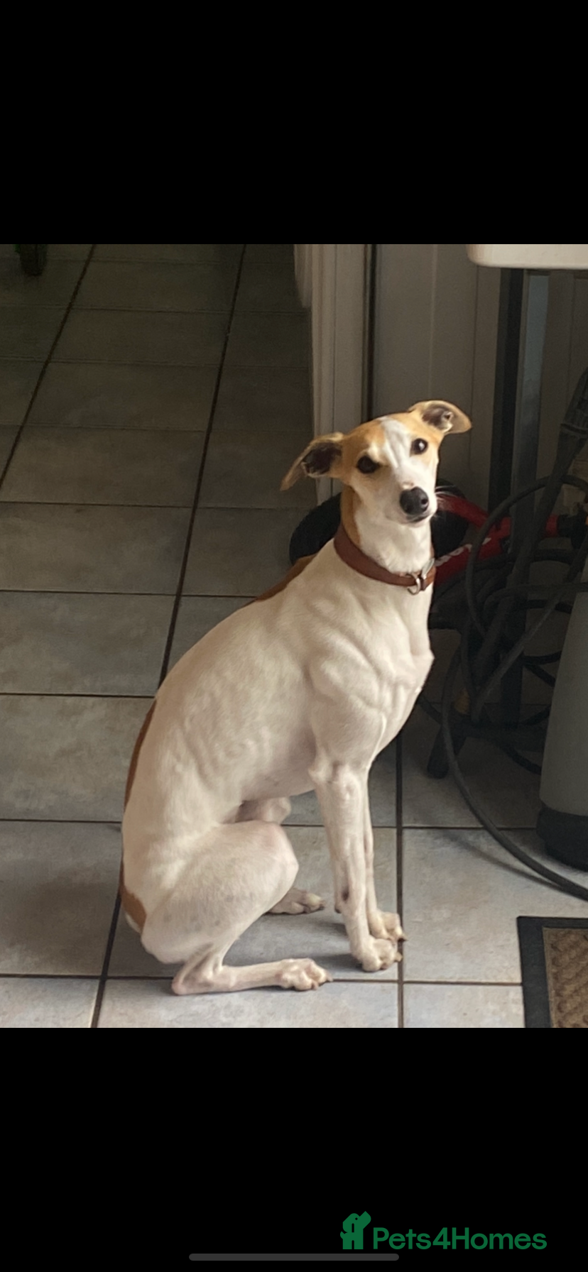 Whippet dogs Stunning KC registered boy for stud - Advert 2