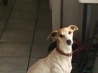 Whippet dogs Stunning KC registered boy for stud - Advert 2