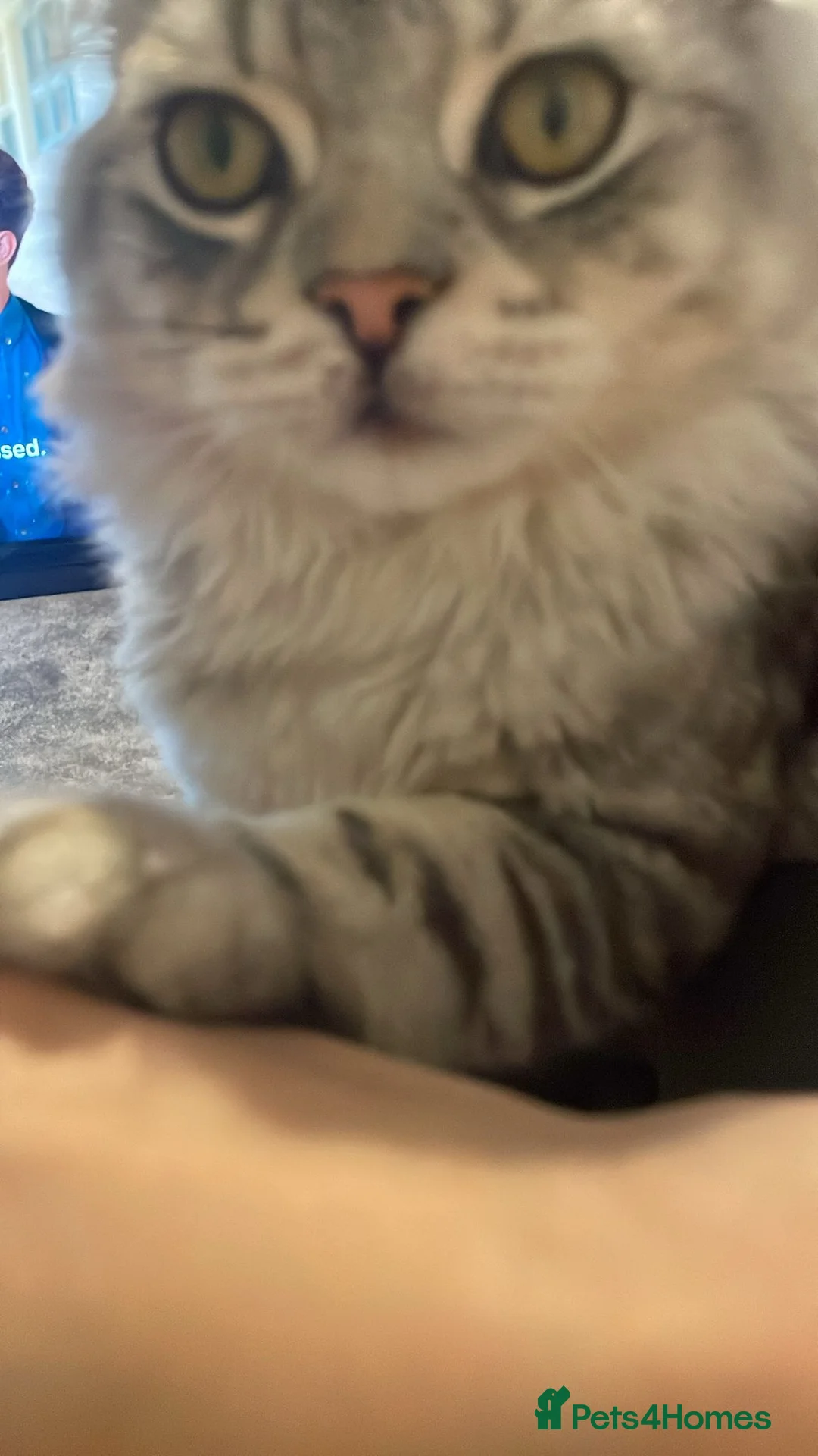 Mixed Breed cats for sale: Mixed ragdol Persian  - Advert 4