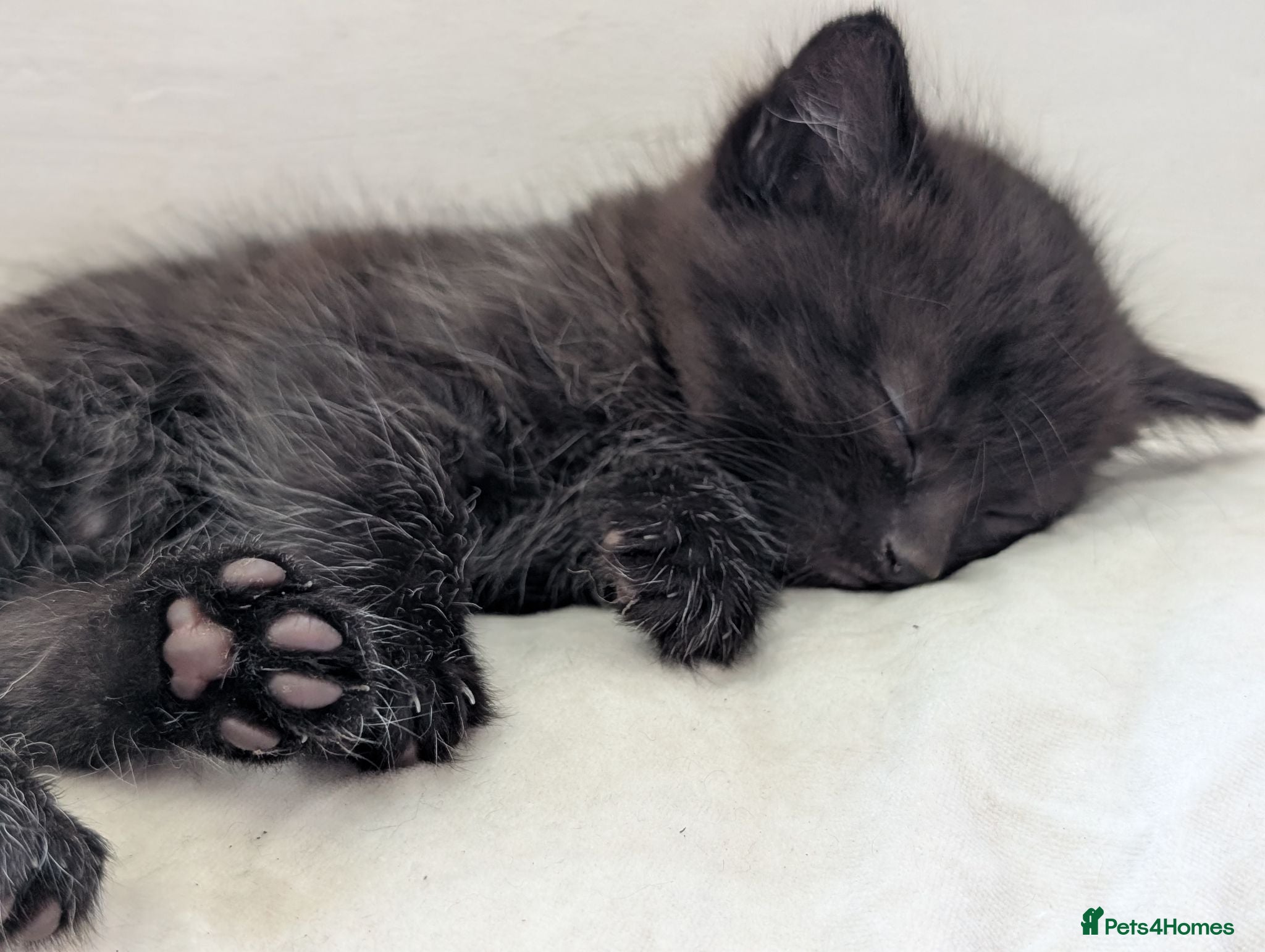 Mixed Breed cats Beautiful Well-Socialised Kittens - Advert 5