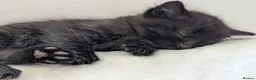 Mixed Breed cats for sale: Well-Socialised & Snuggly Kittens - Advert 1