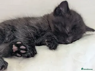Mixed Breed cats Beautiful Well-Socialised Kittens - Advert 5
