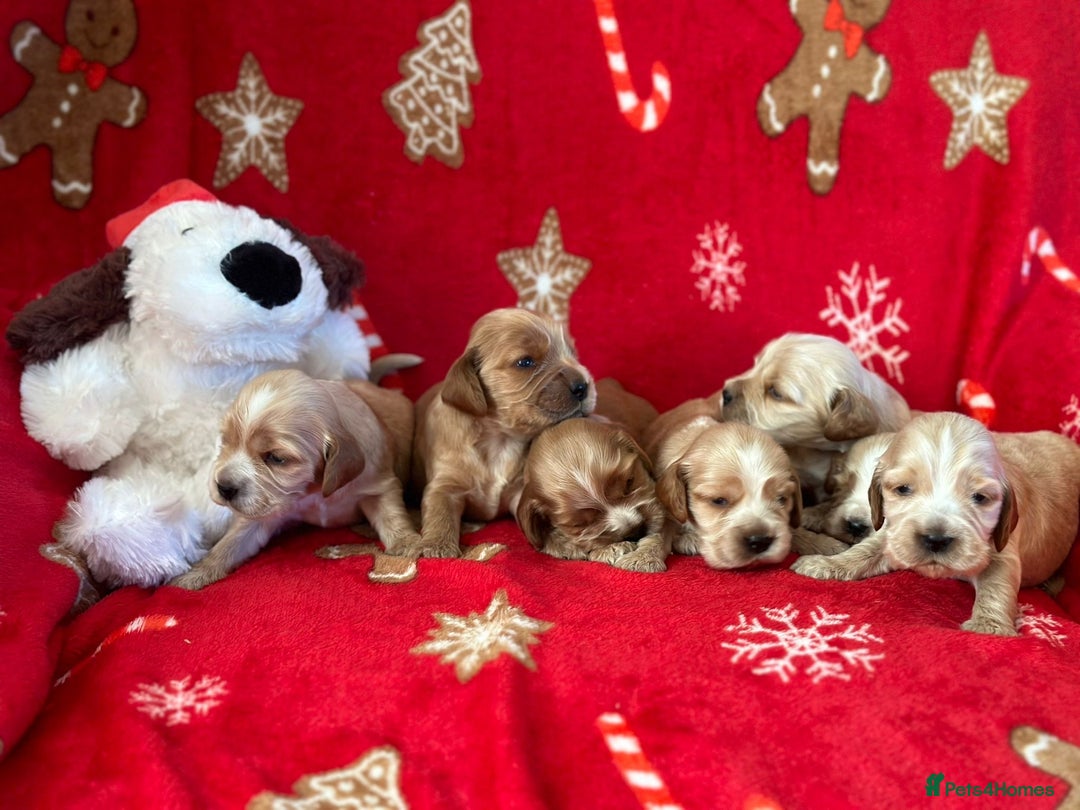 Cocker Spaniel dogs for sale: 🌟STUNNING SHOW COCKER SPANIEL BABIES🌟1 Boy left  - Advert 14