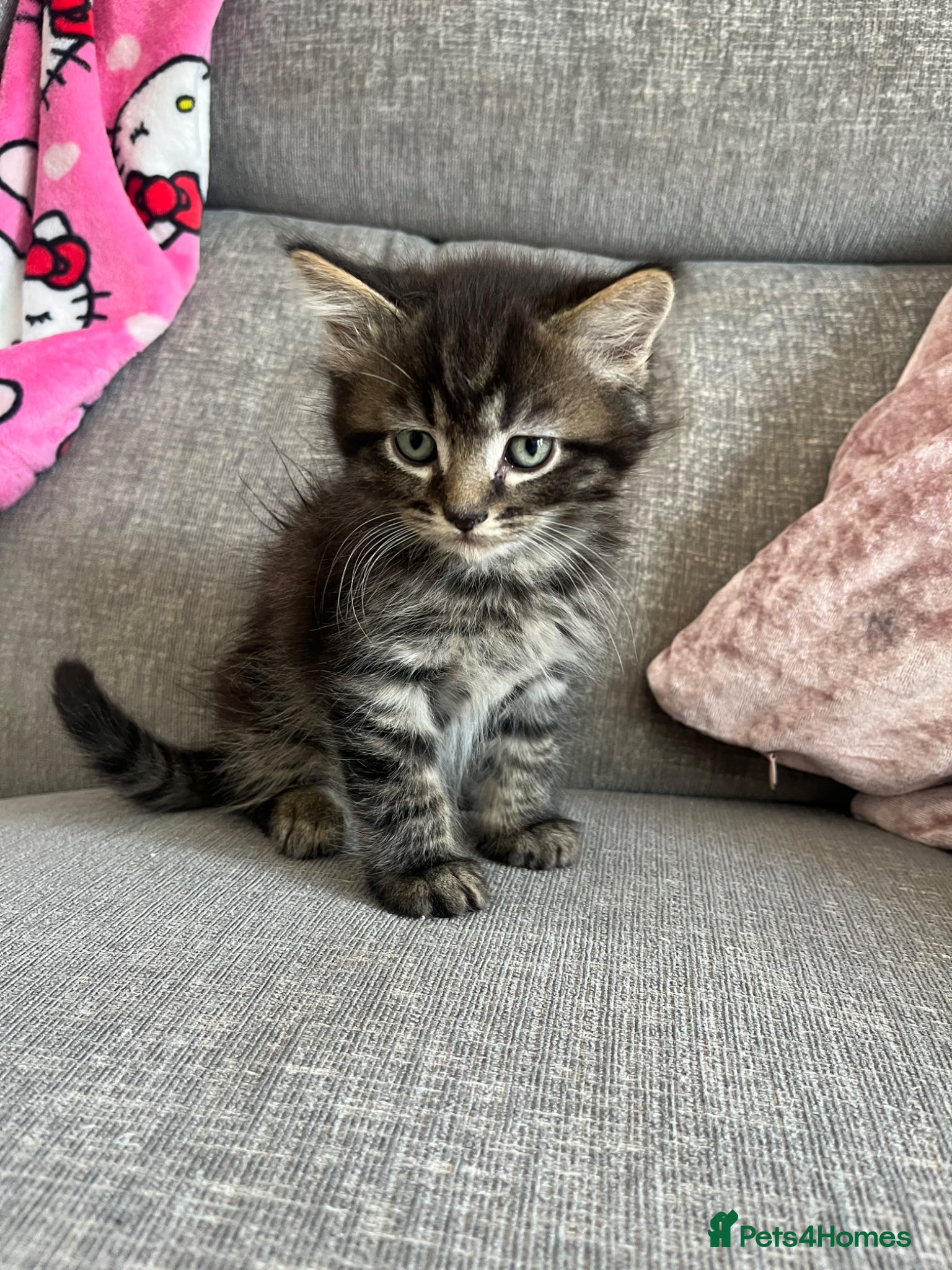 Mixed Breed cats Last tabby boy available  - Advert 16