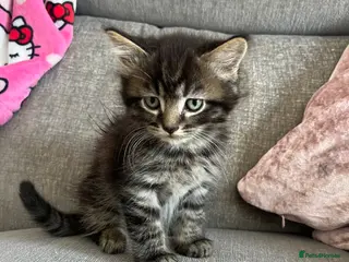 Mixed Breed cats Last tabby boy available - Advert 16