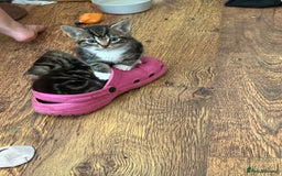 Mixed Breed cats for sale: 4 tabby kittens  - Image 1