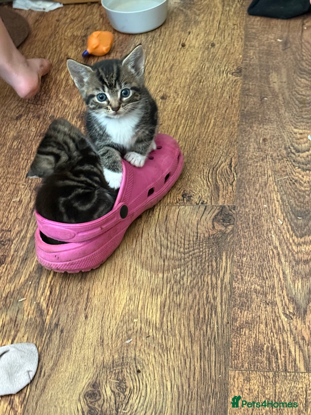 Mixed Breed cats for sale: 4 tabby kittens  - Image 1