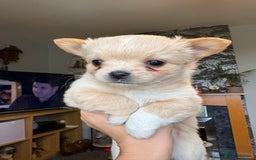 Chihuahua dogs for sale: Chihuahua Puppies - Image 5