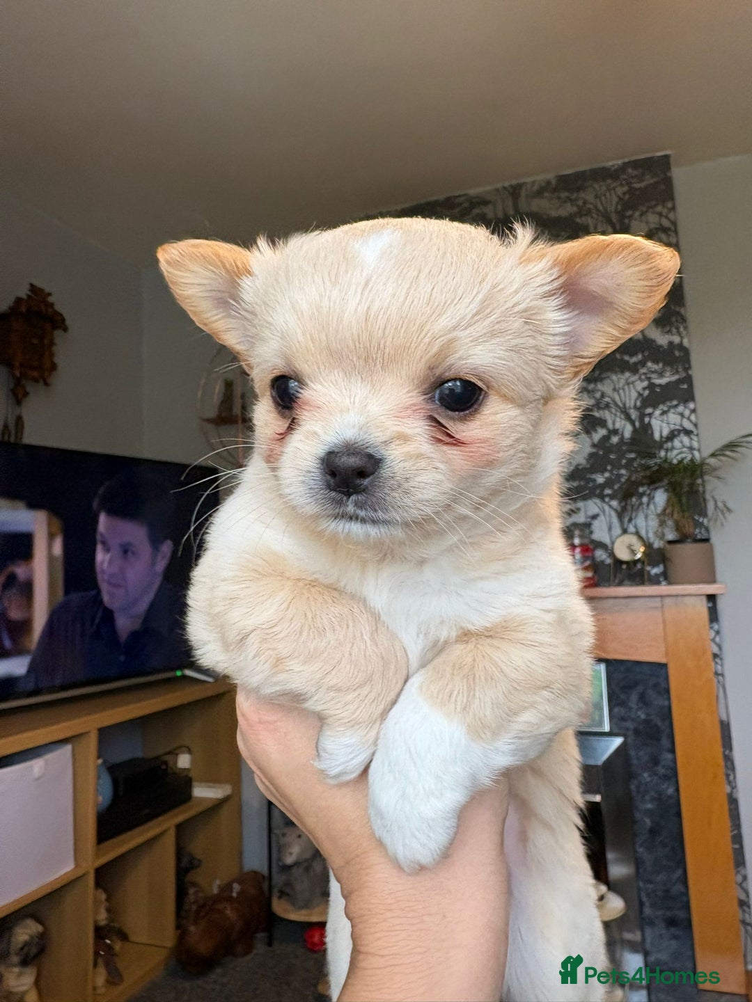 Chihuahua dogs for sale: Chihuahua Puppies - Image 5