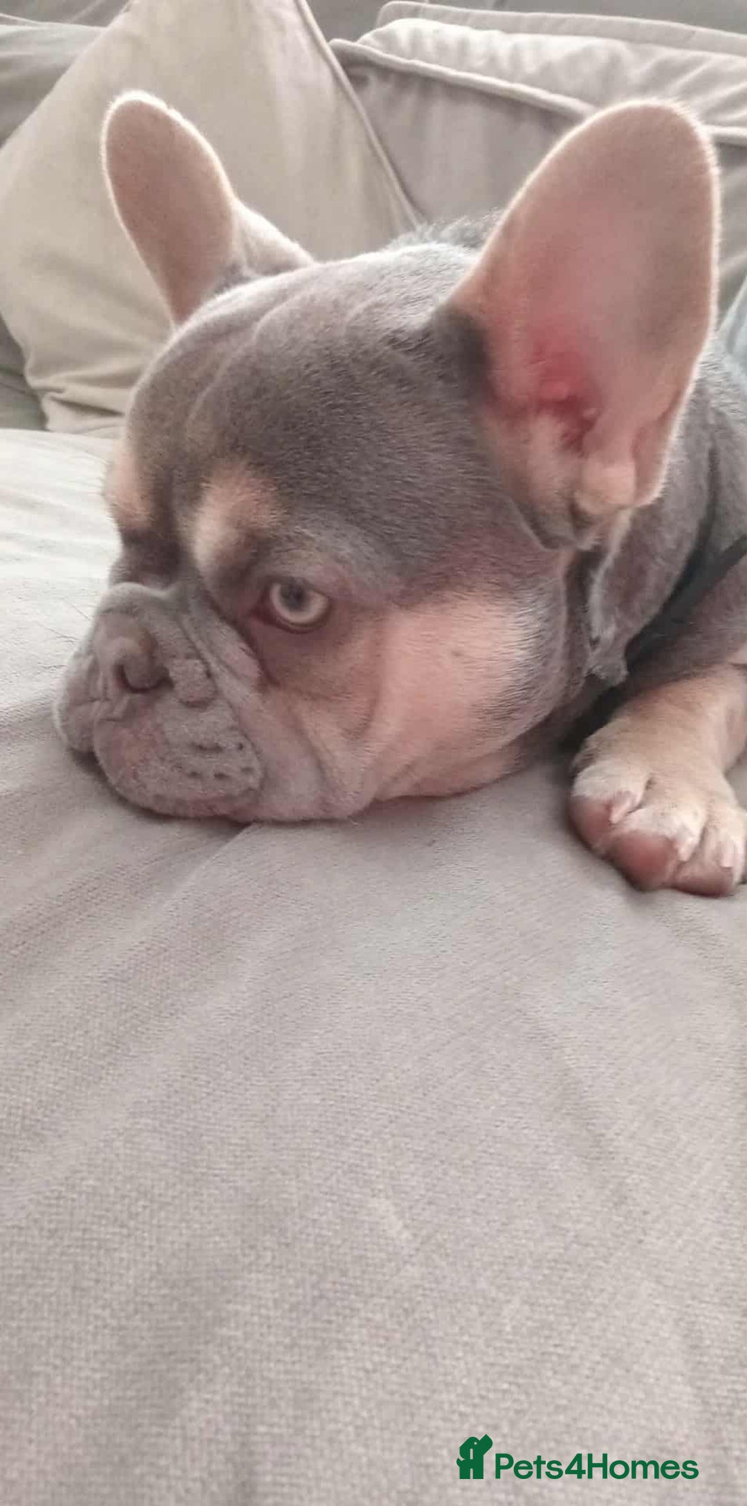 French Bulldog dogs for sale: Lilac tan French bulldog  - Image 3
