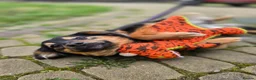 Mixed Breed dogs for adoption: ❤️🐶 LOLLY – GENTLE HEART, HAPPY SOUL in Burton-on-Trent - Advert 17