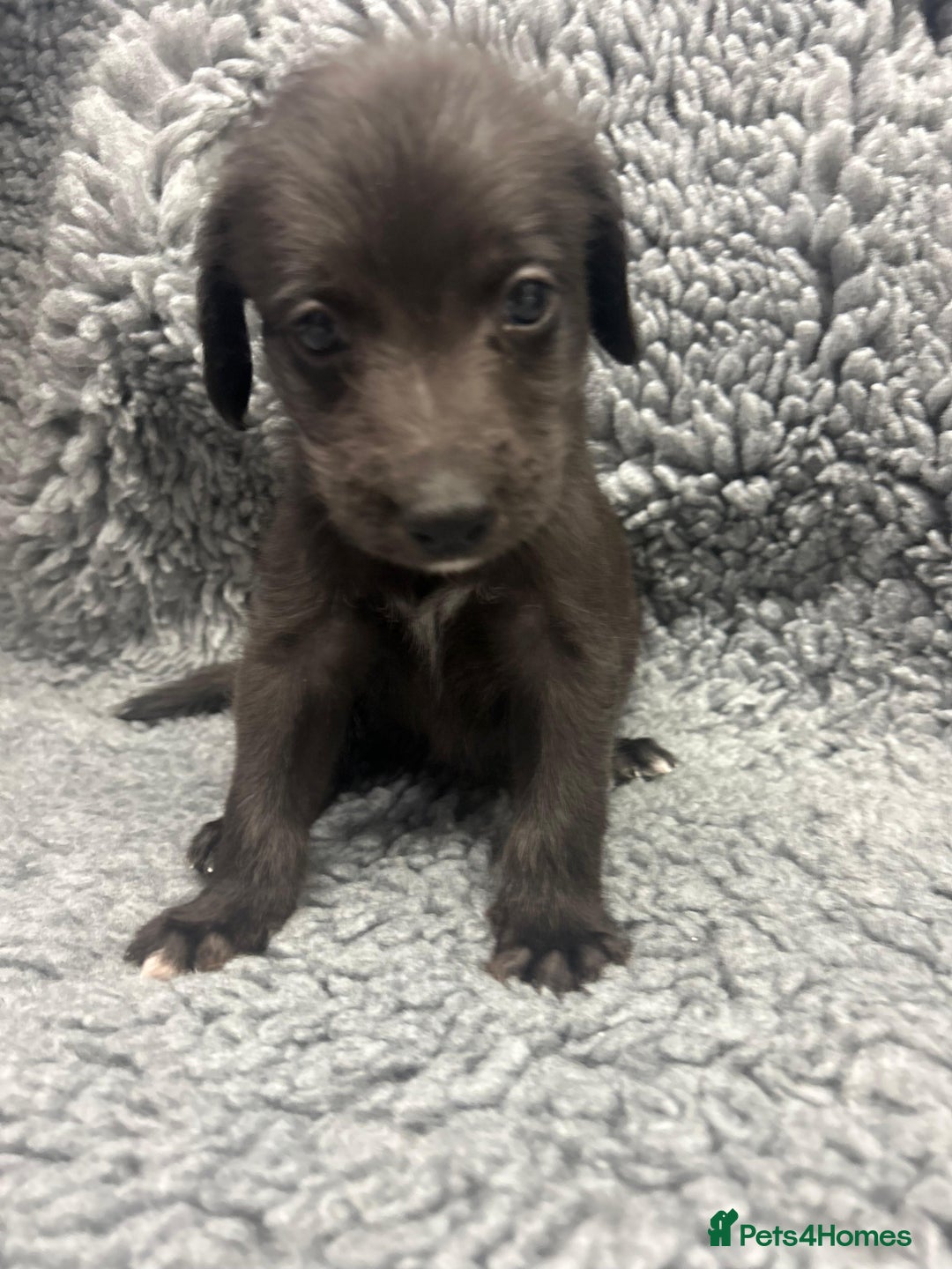 Mixed Breed dogs for sale: GENUINE BEDDY WHIPPETS 2 BOYS LEFT - Advert 22