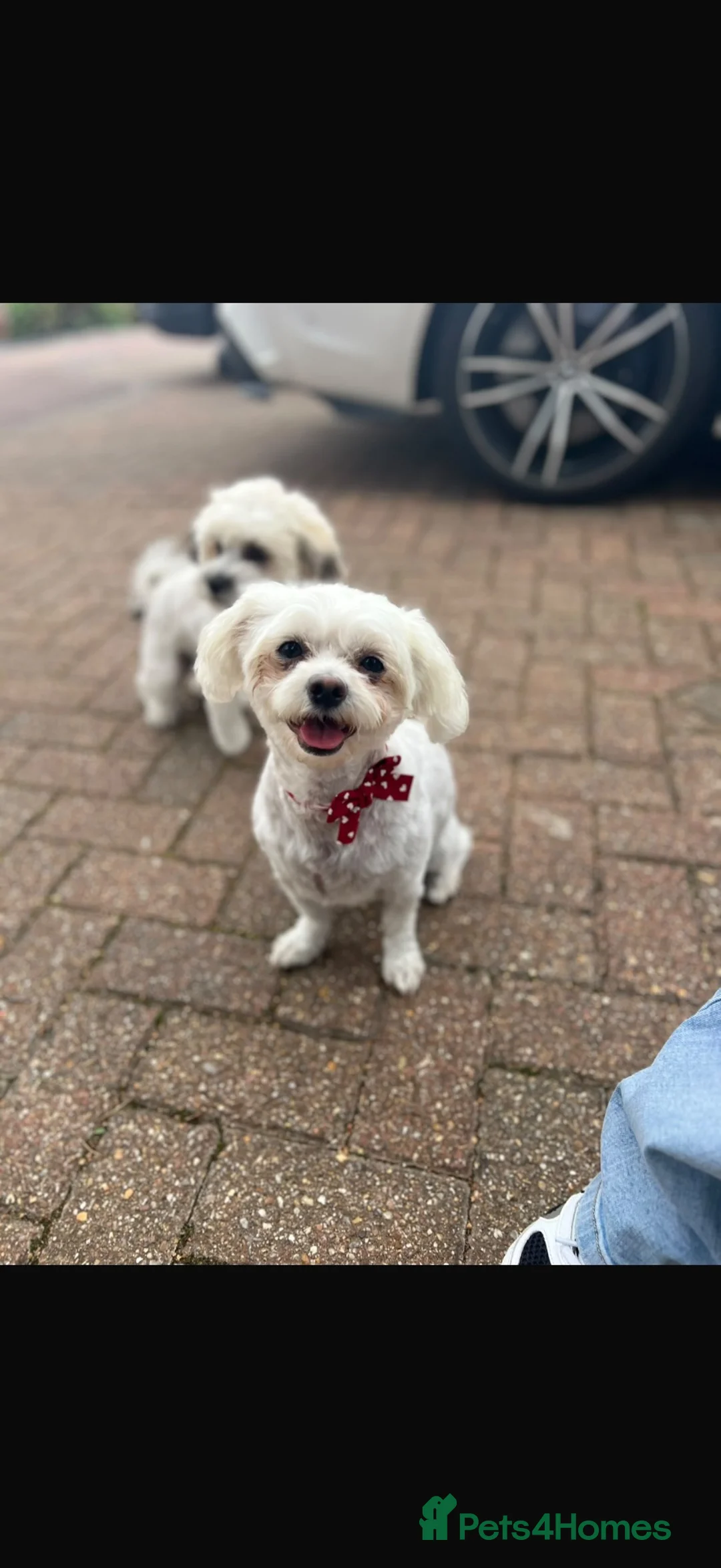 Bichon Frise dogs for sale: Male Bichone - Advert 2