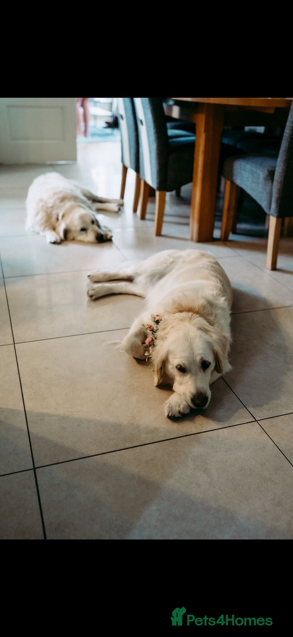 Goldador dogs Goldador Puppies – 7 Weeks Old 🐾 - Advert 1