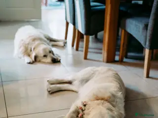 Goldador dogs Goldador Puppies – 7 Weeks Old 🐾 - Advert 8